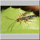 Perithous cf scurra - Schlupfwespe 12c 9mm.jpg